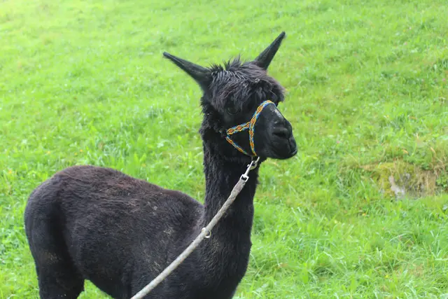 Angeleint und bereit für einen Spaziergang. 