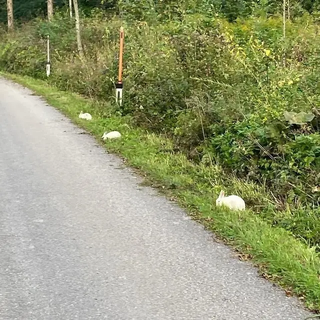 Die etwa drei Monate alten Tiere wurden von einer aufmerksamen Spaziergängerin entdeckt, die mit ihrem Hund unterwegs war.  | Foto: Tierparadies Schabenreith | Hofner
