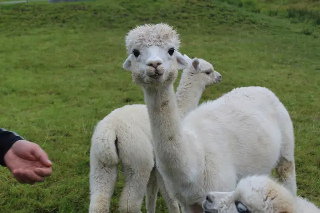 Alpakas sind ruhige und sanfte Wesen.