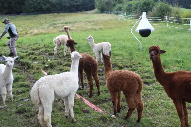 Alpakas sind ruhige und sanfte Wesen.