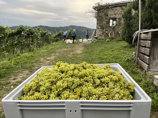 Foto: Weinbauverein Feldkirchen-Ossiacher See