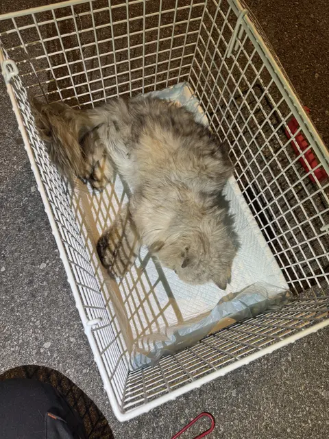 Dank zweier Jugendlicher konnte eine stark abgemagerte und komplett dehydrierte Katze von der Tierhilfe Gusental in Lambach gerettet werden. | Foto: THG