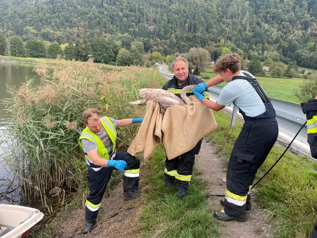 Die FF-Kameraden bei der Schwanenrettung. | Foto: ÖA@BFK07/Uhr/Huber