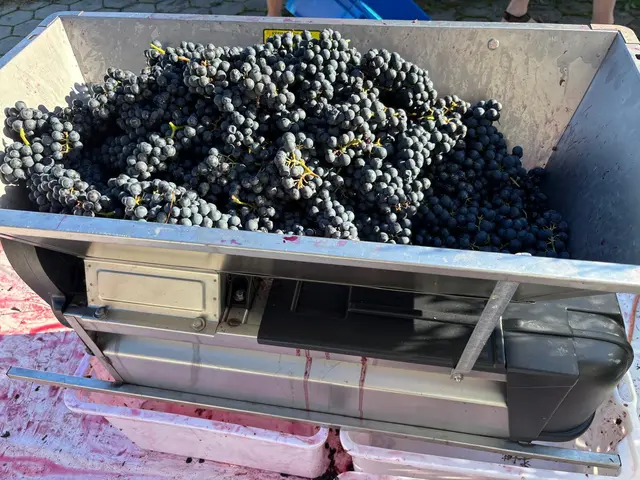 Gesunde Trauben, gute Zuckergrade und eine erfreuliche Erntemenge.
 | Foto: Weinbauverein Feldkirchen-Ossiacher See