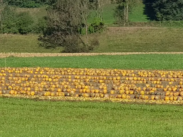 Familie Hafellner bewirtschaftet Kürbisfelder von Pernegg bis Traboch. | Foto: Bobby's