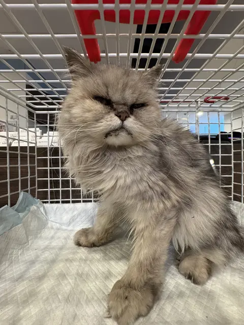 Dank zweier Jugendlicher konnte eine stark abgemagerte und komplett dehydrierte Katze von der Tierhilfe Gusental in Lambach gerettet werden. | Foto: TGH