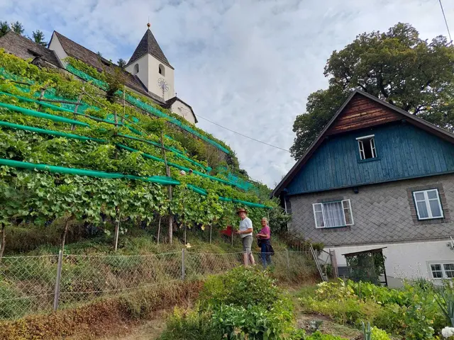Lesehelfer Kirchbichl St. Ulrich: Mit Hilfe der Erntehelfer war die Lese bald erledigt.
 | Foto: Weinbauverein Feldkirchen-Ossiacher See