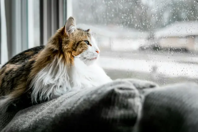 Bei diesem Wetter möchte man am liebsten auf der Couch bleiben. | Foto: Keenan Barber/Unsplash