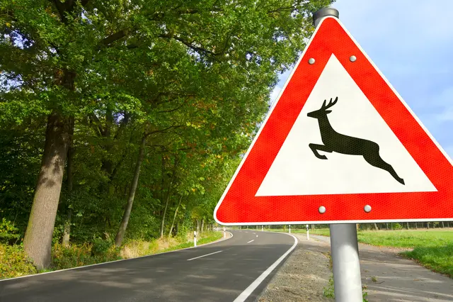 Mit dem Einzug des Herbstes steigt auf Österreichs Straßen die Gefahr von Wildunfällen deutlich an.  (Symbolfoto) | Foto: stock.adobe.com/at/bluedesign 