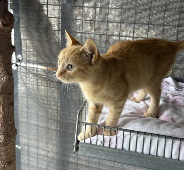 Immer wieder suchen Katzen eine neue Besitzerin bzw. einen neuen Besitzer. | Foto: Mein Bezirk / Leonie Herrmann