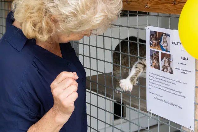 Beim Tag der offenen Tür hatten die Gäste die Möglichkeit, die Katzen zu besichtigen und zu streicheln. | Foto: Matthias Anhofer