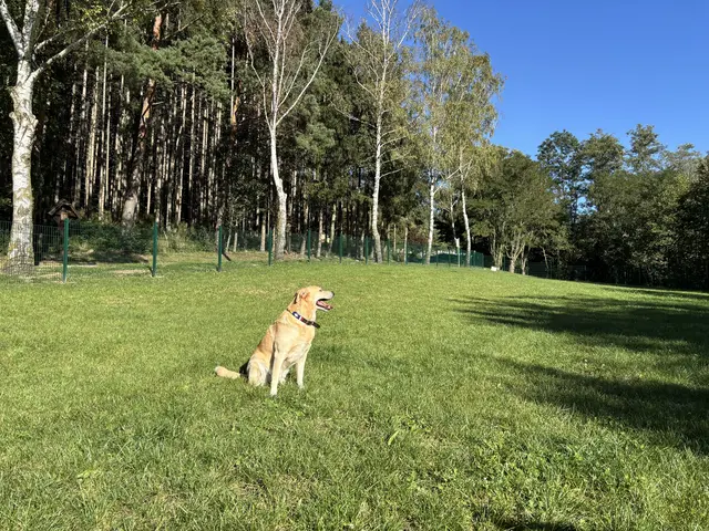 Herrlich – keine Leine, dafür ganz viel Platz zum Austoben | Foto: Lauren Fahrenberger / MeinBezirk