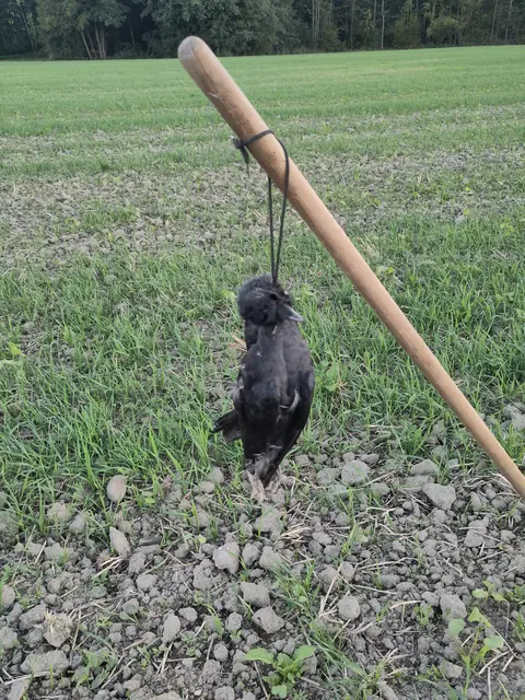 Die Krähe wurde auf einem Feld in Pischelsdorf aufgehängt. PETA spricht von einer grausamen Abschreckungsmaßnahme und fordert ein Verbot. | Foto: PETA Deutschland e.V.