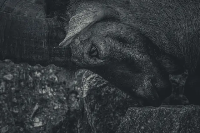 Foto: Sabrina Moser-Hirner
