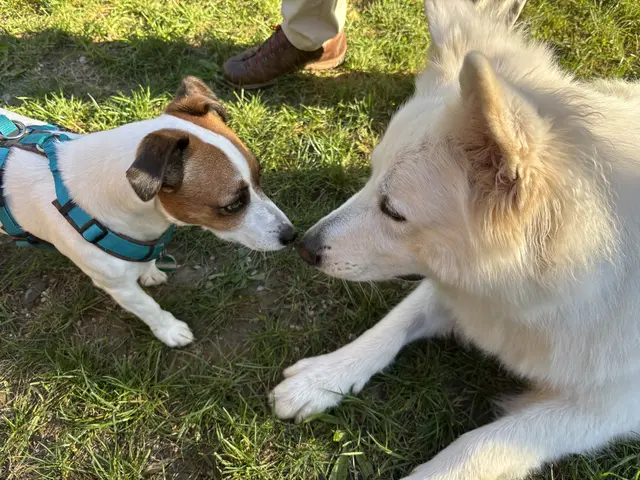 Ein neuer Treffpunkt für die Wuffis | Foto: Lauren Fahrenberger / MeinBezirk