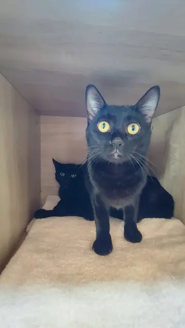 Skirit und Loreley  | Foto: Tierschutzverein Tirol