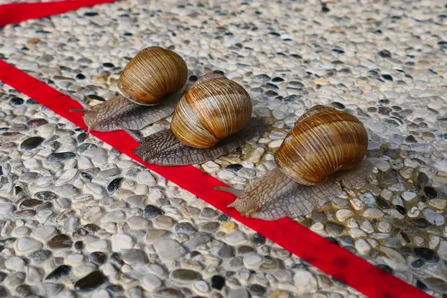 Wer ist schneller. Auf die Strecke - fertig - los. | Foto: Herrmann Heinz