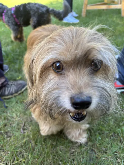 Hundi gefällt's hier | Foto: Lauren Fahrenberger / MeinBezirk