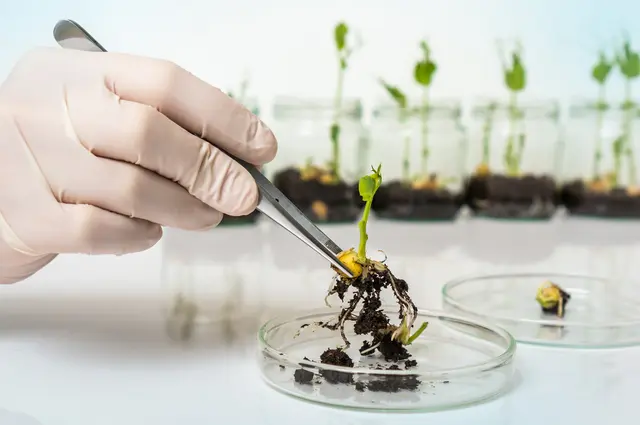 Wird die Kennzeichnung von Lebensmitteln mit neuer Gentechnik abgeschafft? Geht es nach der Europäischen Kommission und dem Rat, lautet die Antwort Ja. Das Parlament hält dagegen. Aber auch die Bevölkerung in Österreich möchte das nicht, wie eine Studie zeigt.
 | Foto: Shutterstock