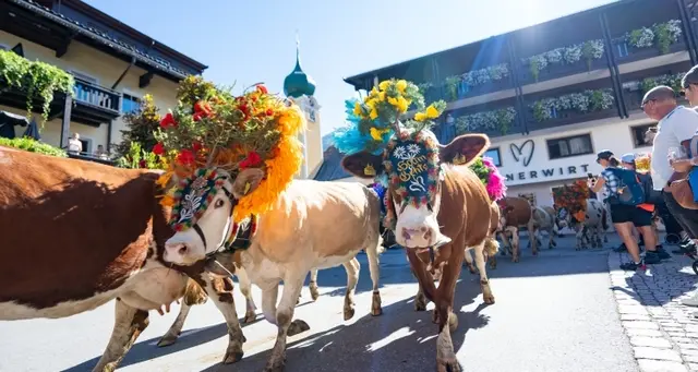 Die Almabtriebe und Almfeste in Brixen, Kirchberg und Westendorf zogen viele neugierige Zuschauer an. | Foto: TVB Kitzbüheler Alpen-Brixental/Licht&Motiv