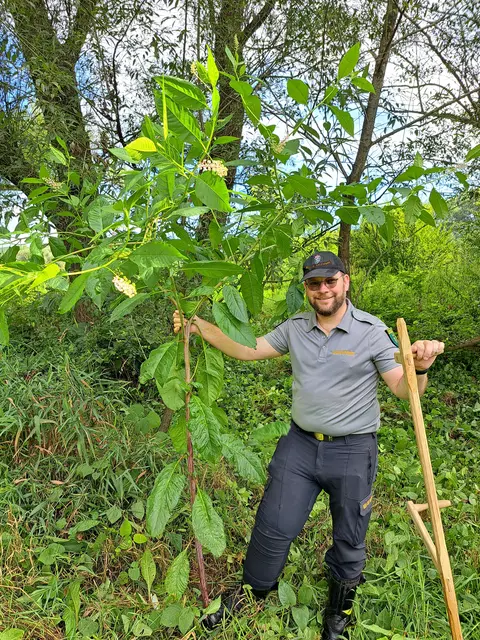Raphael Narrath, Landesleiter der Berg- und Naturwacht beim Entfernen der invasiven Kermesbeere. | Foto: Regionalmanagement Südweststeiermark