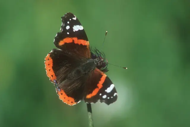 Foto: Admiral auf Blüte; © J. Limberger