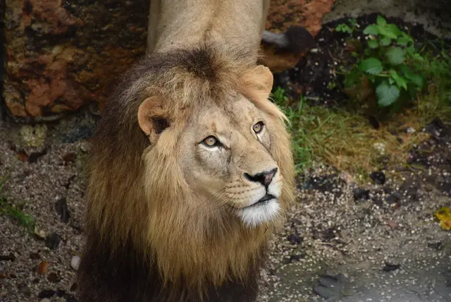 Löwe Mufasa in Erwartung eines weiteren Fleischhappens. | Foto: Herbert Stoschek