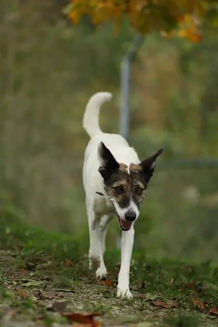 Beorn – ein sensibler Rüde mit großem Herz | Foto: Tierschutzverein Tirol