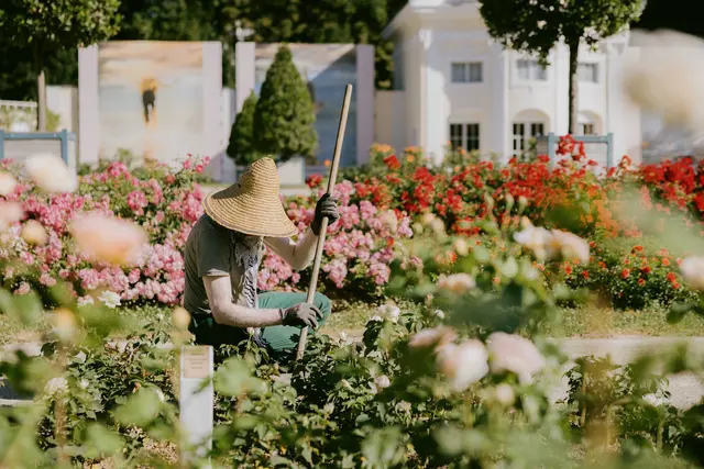 Das Rosarium liegt im Doblhoffpark in Baden, einer Parkanlage mit langer Geschichte. | Foto: 2025psb/ckollerics