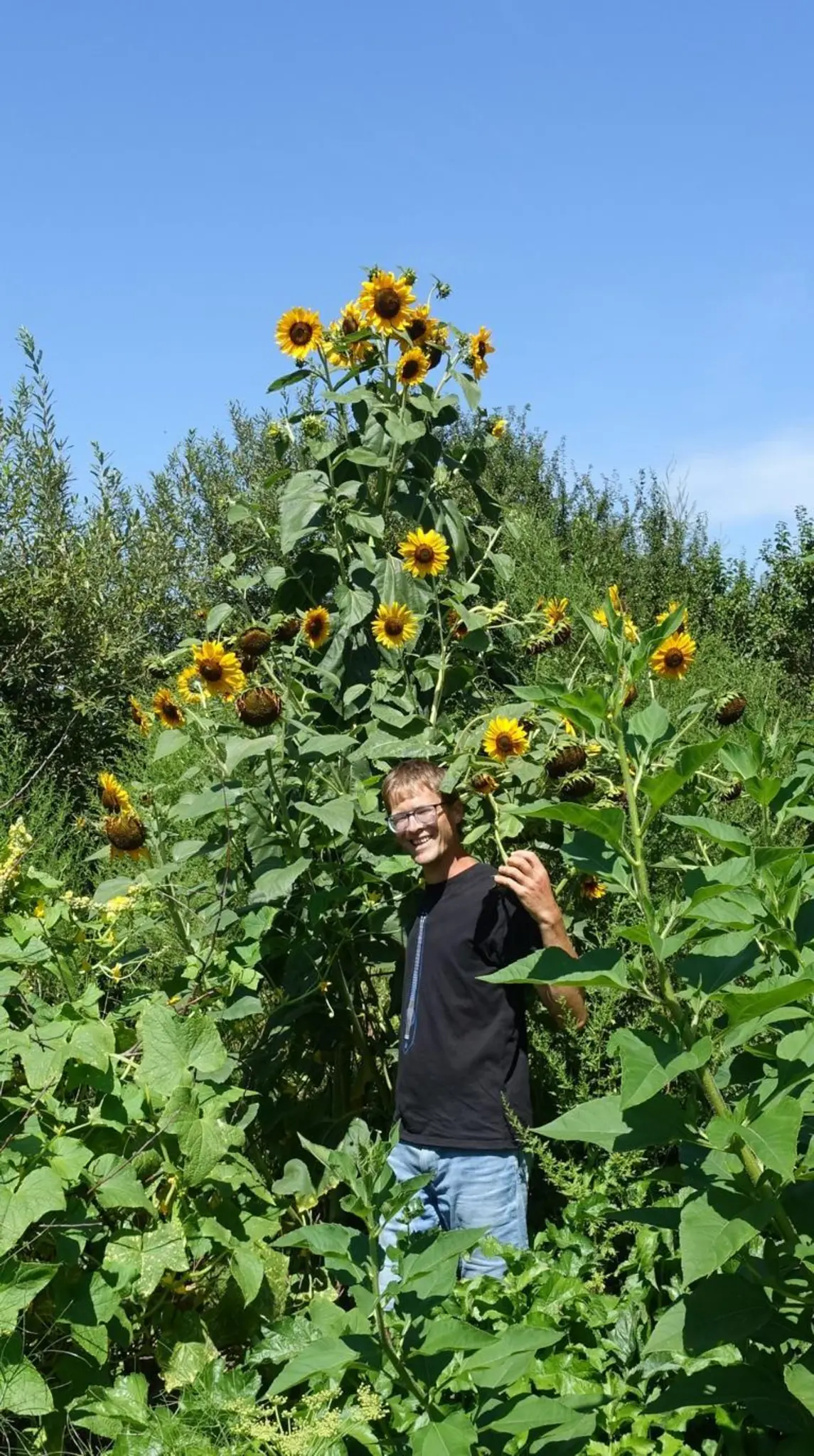 Sonnenblumen-Giganten-Zwei-Kerne-bringen-3-5-Meter-Riesen-hervor