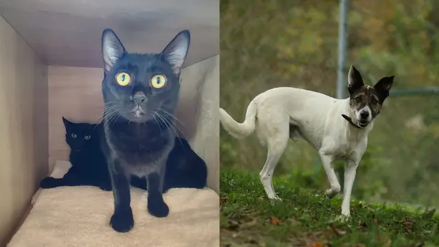 Die beiden Katzen Sirikit und Loreley sowie Beorn wünschen sich ein liebevolles Zuhause mit Herz und Erfahrung. | Foto: Tierschutzverein Tirol