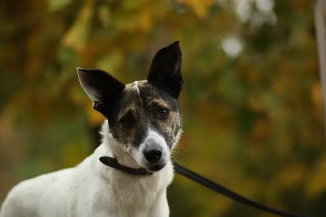 Ein treuer Begleiter auf leisen Pfoten – Beorn wartet auf sein Für-immer-Zuhause. | Foto: Tierschutzverein Tirol
