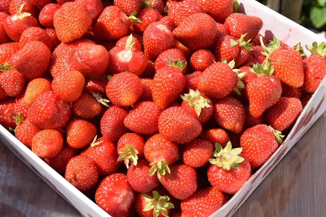 Auch Obst- und Gemüsebauern sind von der Direktvermarktung betroffen | Foto: MeinBezirk.at