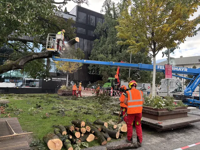 Die Blutbuche wird gefällt. | Foto: MeinBezirk / René Rebeiz