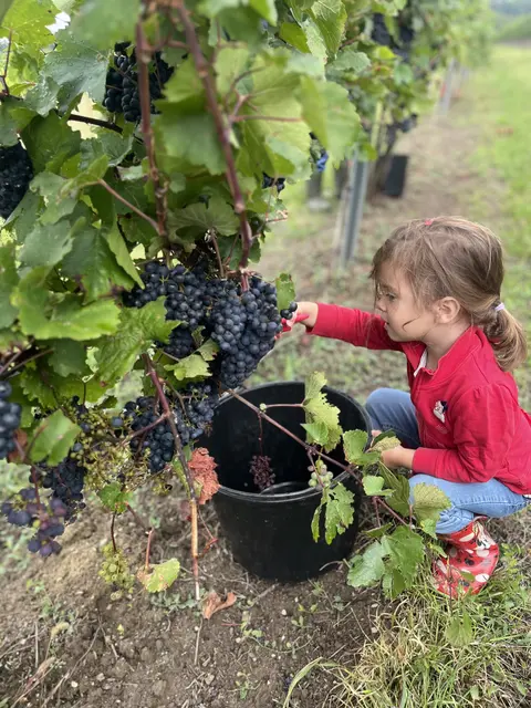 Die Weinlese im Bezirk Mistelbach läuft auf Hochtouren. Der heurige Jahrgang wirds sich schmecken lassen können.  | Foto: Hugl