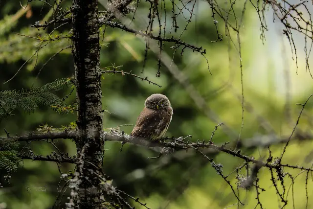 Foto: Michael Smolle