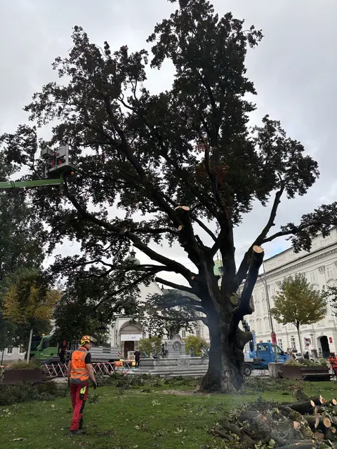 Neben dem rasant fortschreitenden Befall durch Lackporlinge wurden eine enorme Zunahme von Totholz in der Krone sowie ein starker Holzausbruch im Stammbereich festgestellt. | Foto: MeinBezirk / René Rebeiz