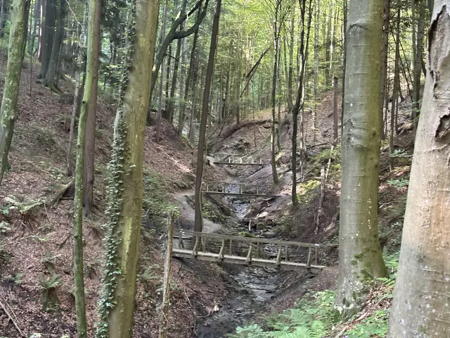 Vor einigen Jahren führte die Altenbachklamm noch viel Wasser, das war bei der Erkundung der Wanderstrecke von MeinBezirk nicht der Fall. | Foto: Waltraud Fischer