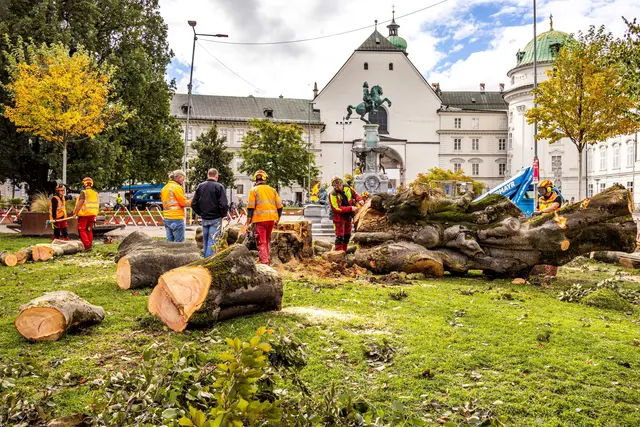 Die Blutbuche wurde gefällt | Foto: IKM / Rudig