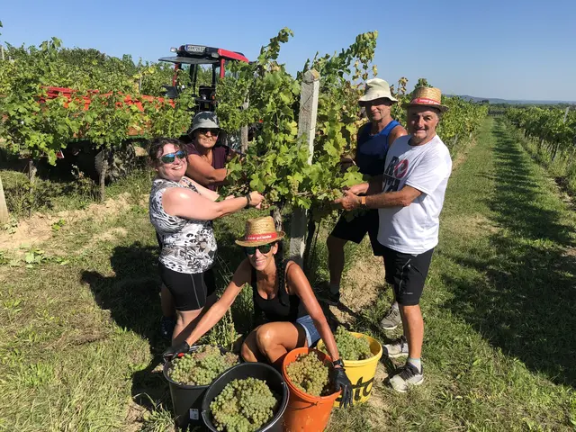 Die Weinlese war nicht nur anstrengend, sondern auch lehrreich. | Foto: Herbert Schöttl