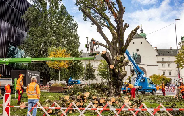 Letzte Arbeiten an der Blutbuche | Foto: IKM / Rudig