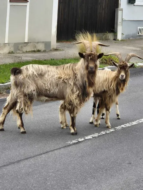 Foto: Gerhard Klepits