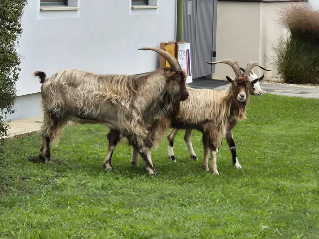 Foto: Gerhard Klepits