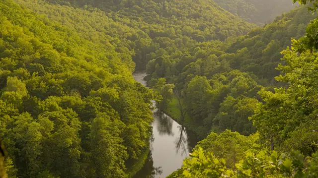 Hangmischwälder im Nationalpark Thayatal | Foto: Die Stimme der Thaya