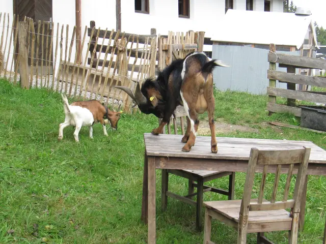Seniorenbund Anif - Ausflug nach Kramsach /Tirol
Im Bauernhäuser-Freilichtmuseum !