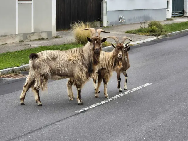 Einige Tage schlenderten die drei Ziegen munter durch die Gassen von Hannersdorf. | Foto: Gerhard Klepits
