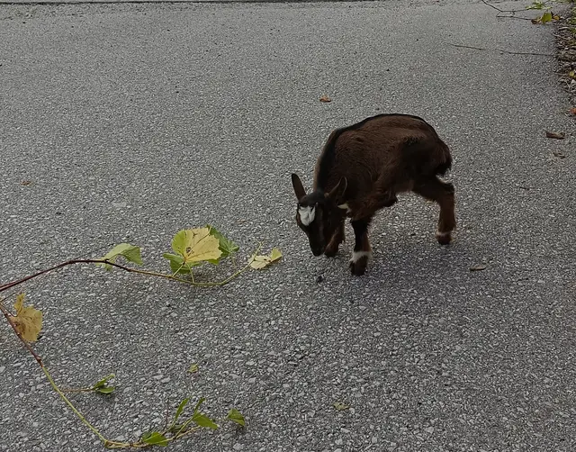 Seniorenbund Anif - Ausflug nach Kramsach /Tirol
Im Bauernhäuser-Freilichtmuseum !