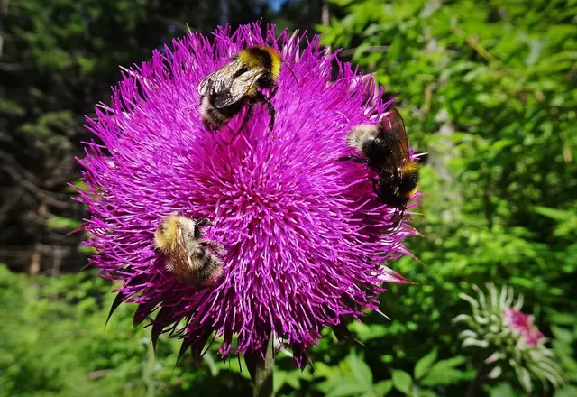 Die einladend blühende Mariendistel wird von Bienen &amp; Co gerne besucht. ... | Foto: © Silvia Plischek