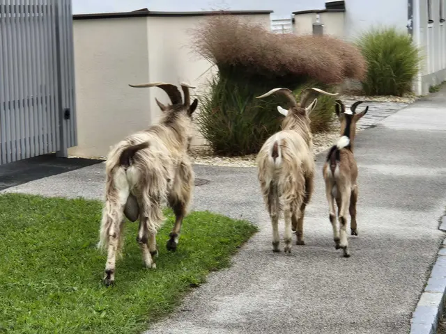 Foto: Gerhard Klepits