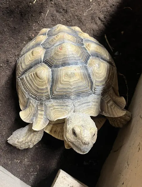 Die Spornschildkröte mit leichter roter Markierung am Rückenpanzer wurde am Sonntag, dem 21. September 2025, in Horn in der Rudolf Hainböck-Straße gefunden. | Foto: Tierheim Respekturtle